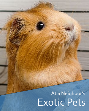 Found Exotic animals