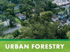 button for urban forestry