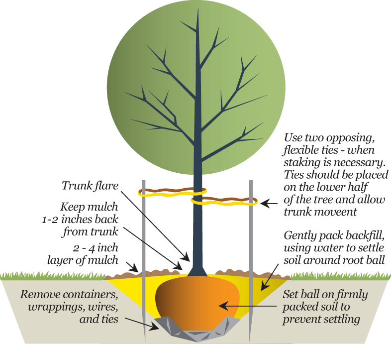 diagram of how to plant New Trees