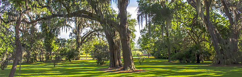 a field of trees